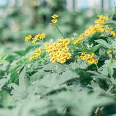 华体育手机app下载